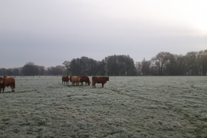Bio Kühe im Winter