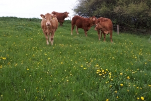 Bio Kühe mit Löwenzahn