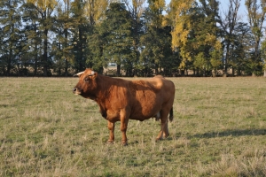 Bio Kuh mit Hörnern