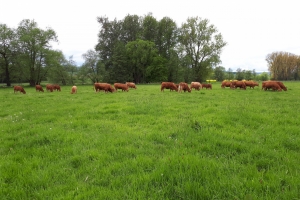 Bio Limousin Herd