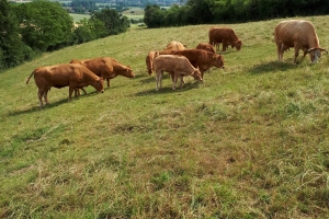 Bio Rinder auf unserer Bergwiese