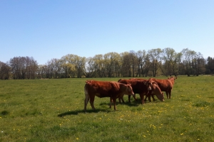 Bio Rinder auf der Weide