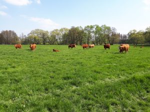 Bio Kühe auf der Weide